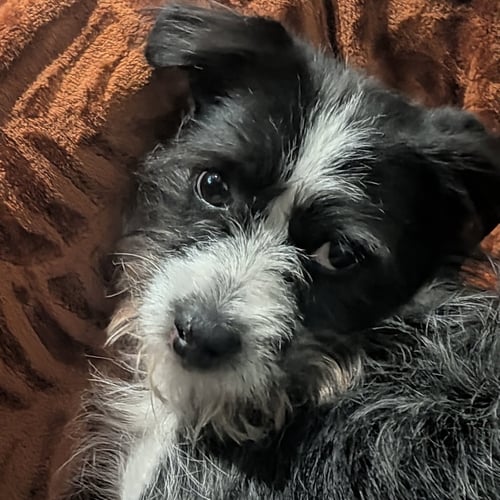 NEWT - Unknown available for adoption