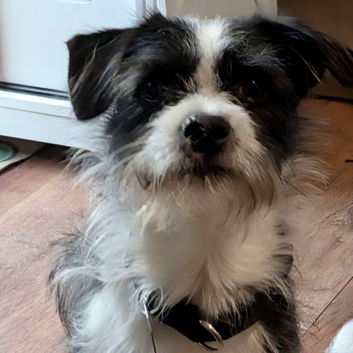 NEWT - Unknown available for adoption