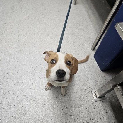 DENNIS - American Pit Bull Terrier available for adoption