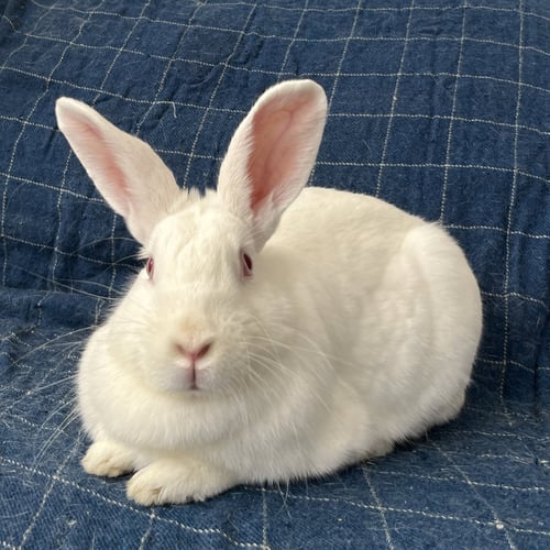 TASHA - American available for adoption