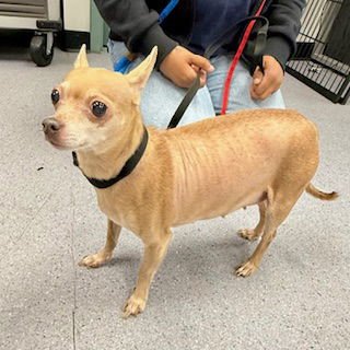 PRINCESS REINA - Chihuahua available for adoption