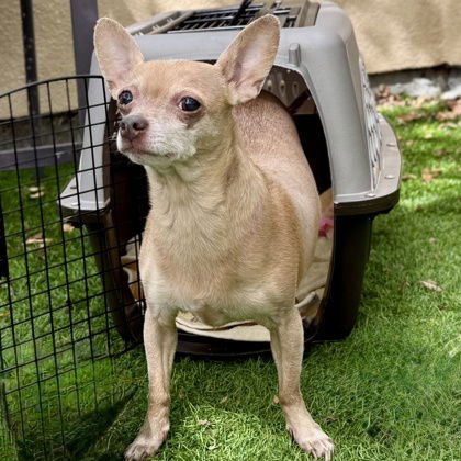 PRINCESS REINA - Chihuahua available for adoption