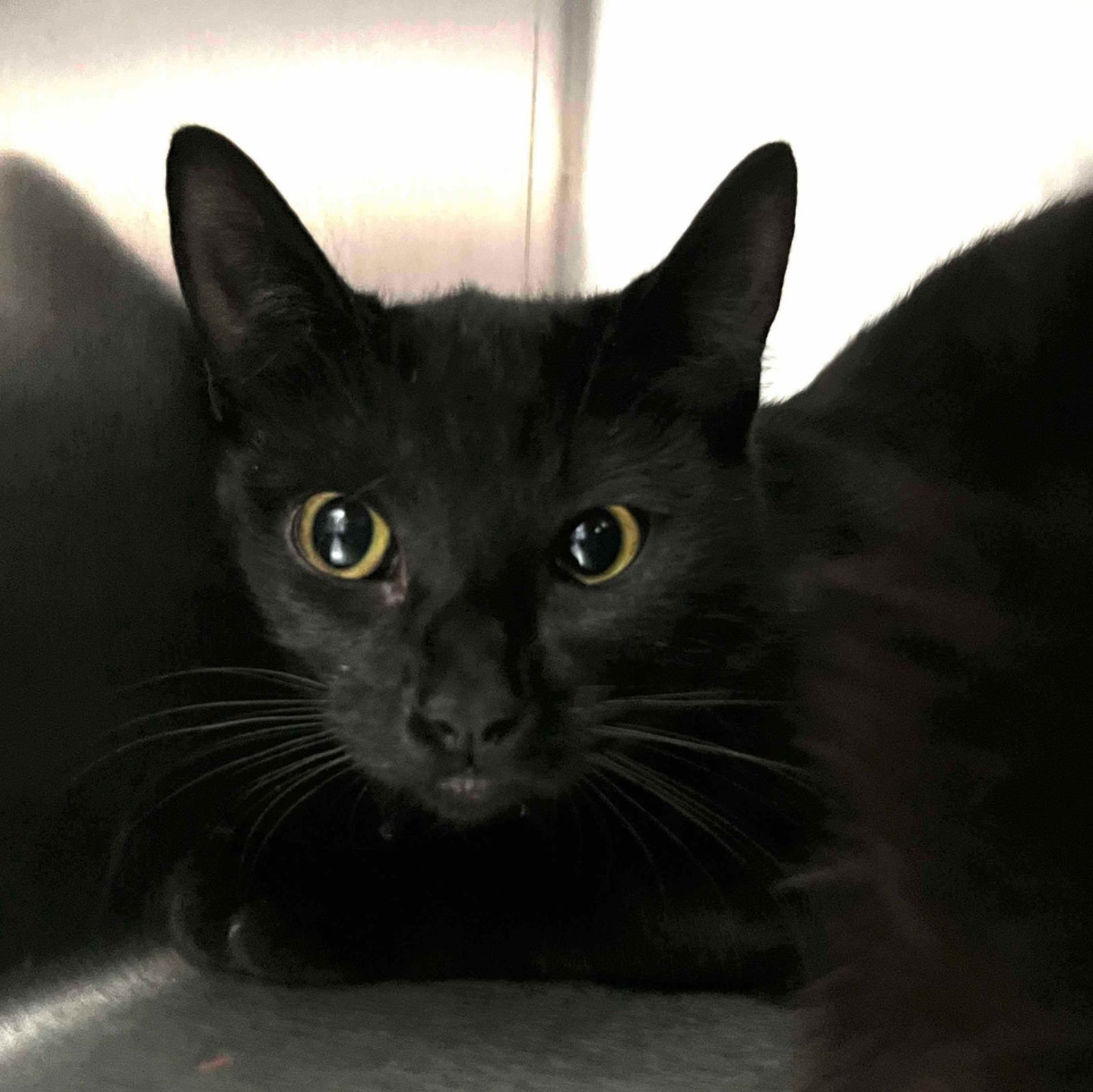 FRANCESCA (BONDED W/ DAPHNE) - Domestic Short Hair available for adoption