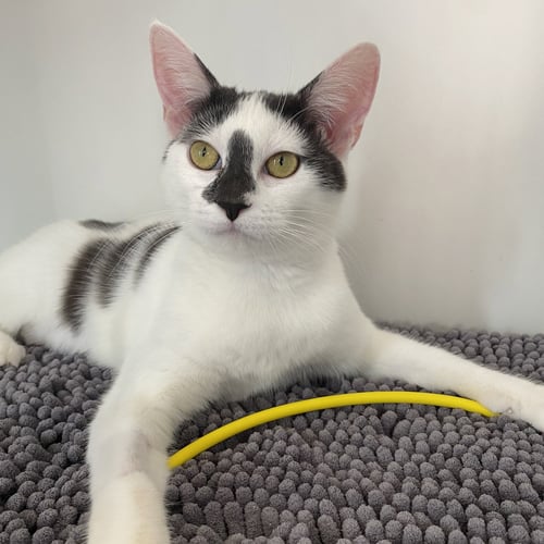 HARUNA - Domestic Short Hair available for adoption