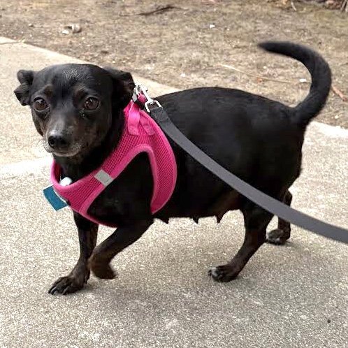 AUBERGINE - Chihuahua available for adoption