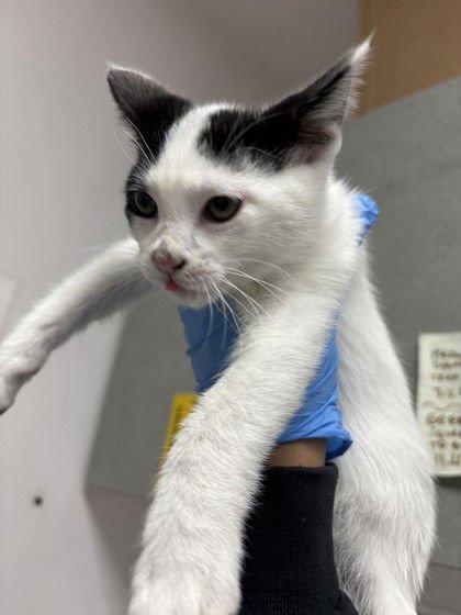 TOBIAS - Domestic Short Hair available for adoption