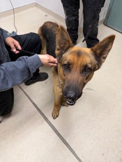 WALLFLOWER - German Shepherd Dog available for adoption