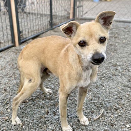 RALPH - Chihuahua available for adoption