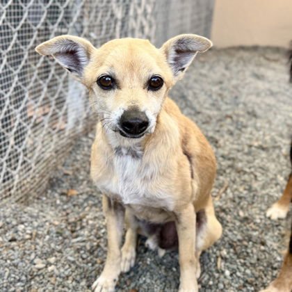 RALPH - Chihuahua available for adoption