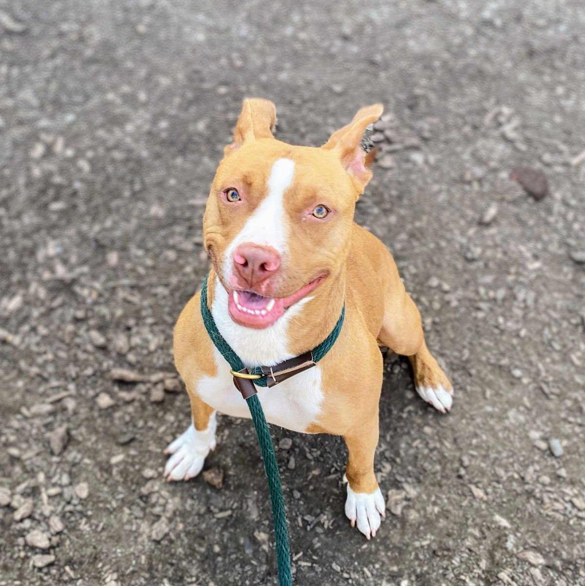 SHY - Pit Bull Terrier available for adoption