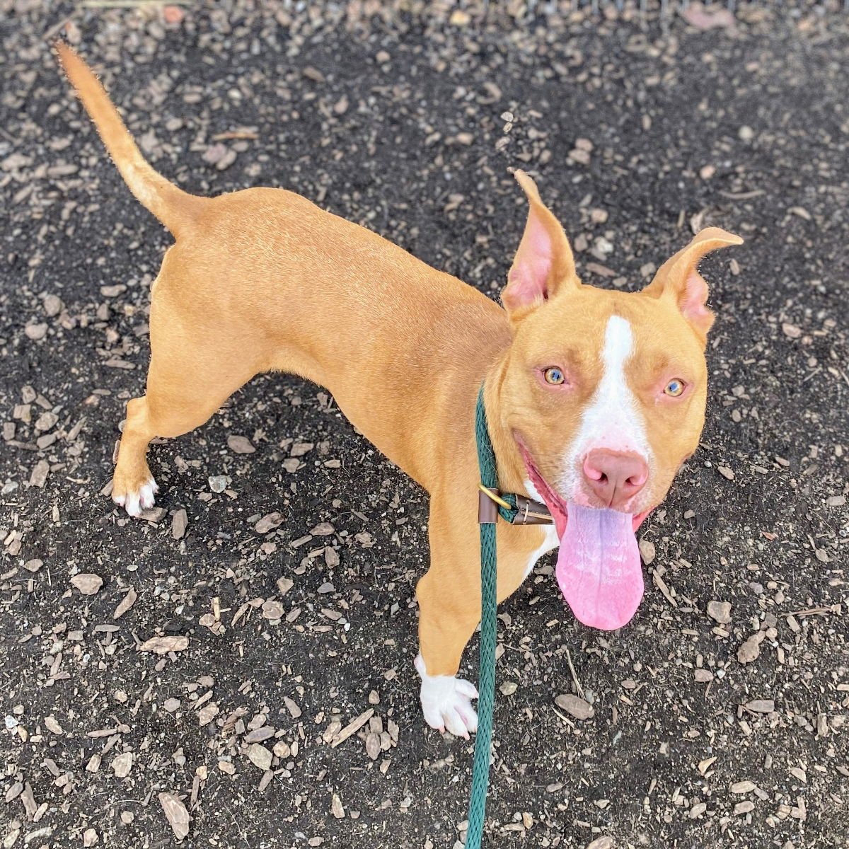 SHY - Pit Bull Terrier available for adoption