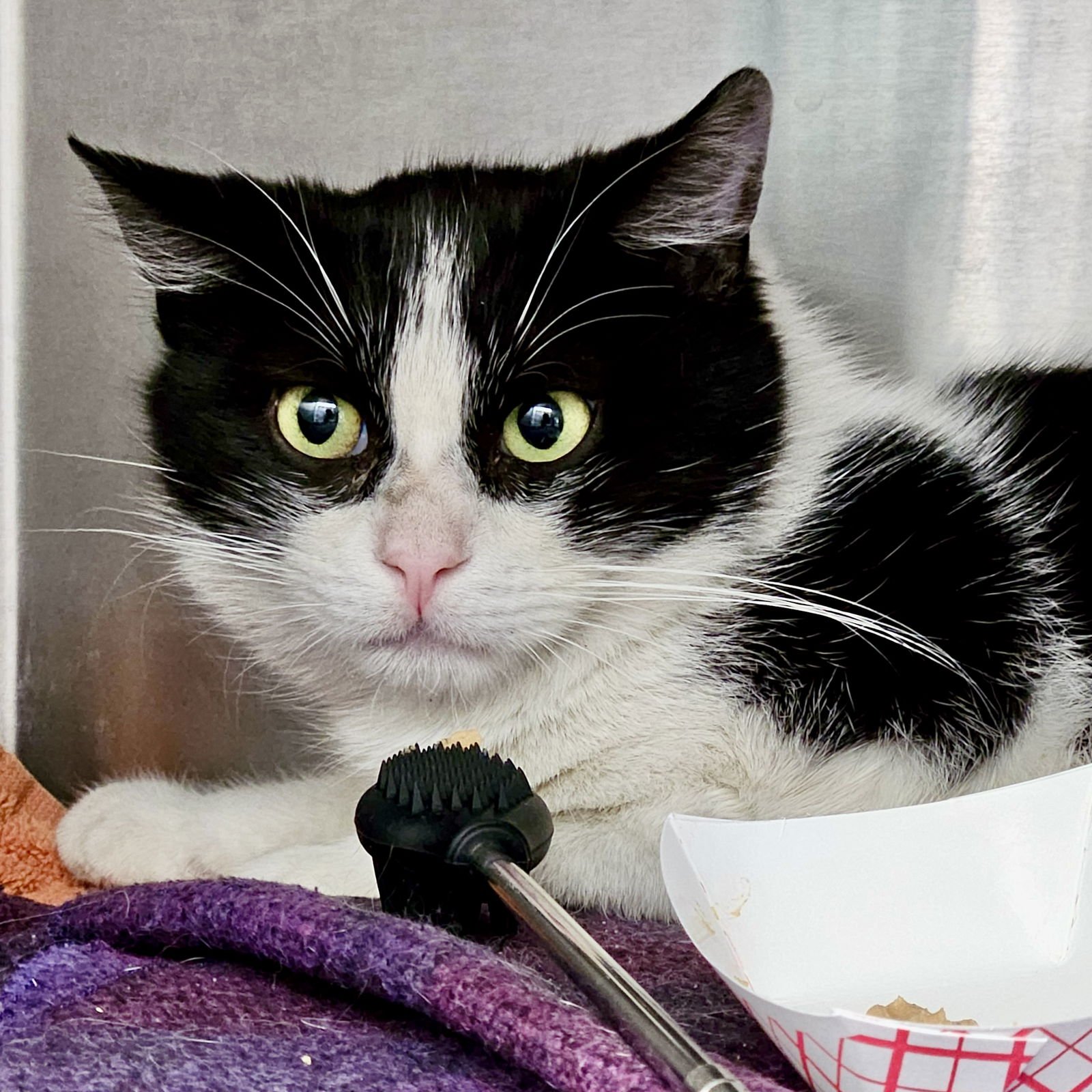 PHILIP MARLOWE - Domestic Short Hair available for adoption