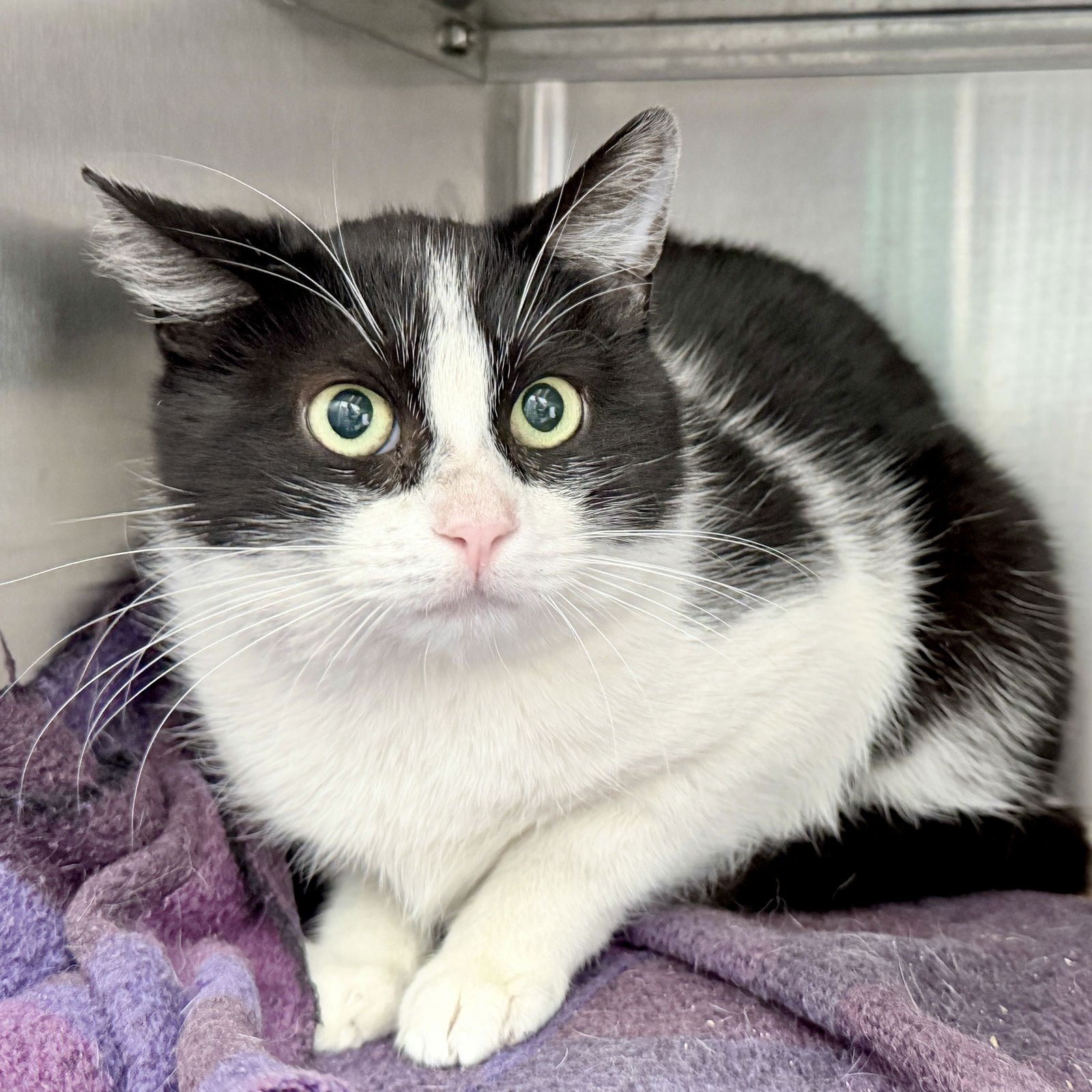 PHILIP MARLOWE - Domestic Short Hair available for adoption