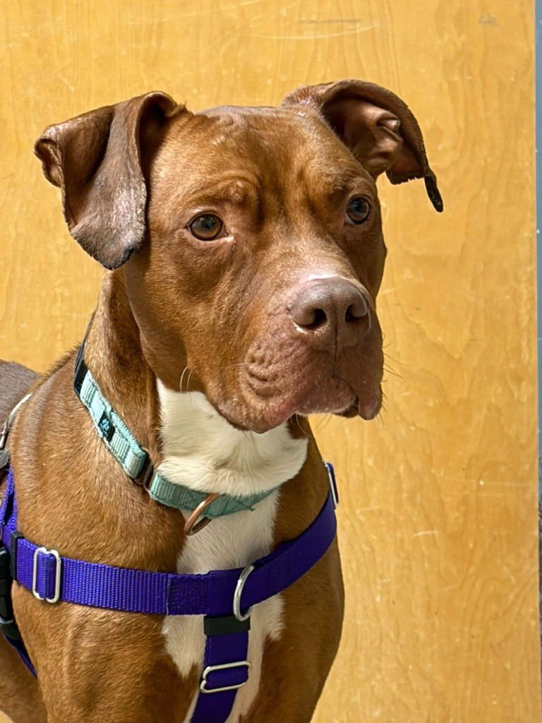 REESE - American Staffordshire Terrier available for adoption