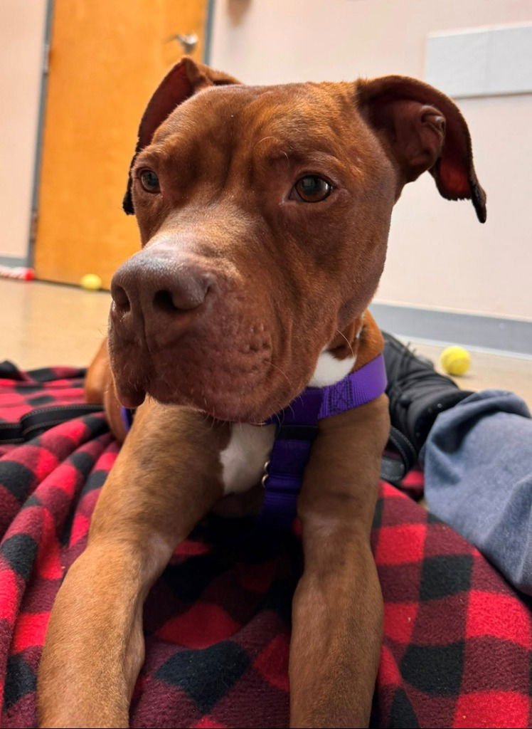 REESE - American Staffordshire Terrier available for adoption