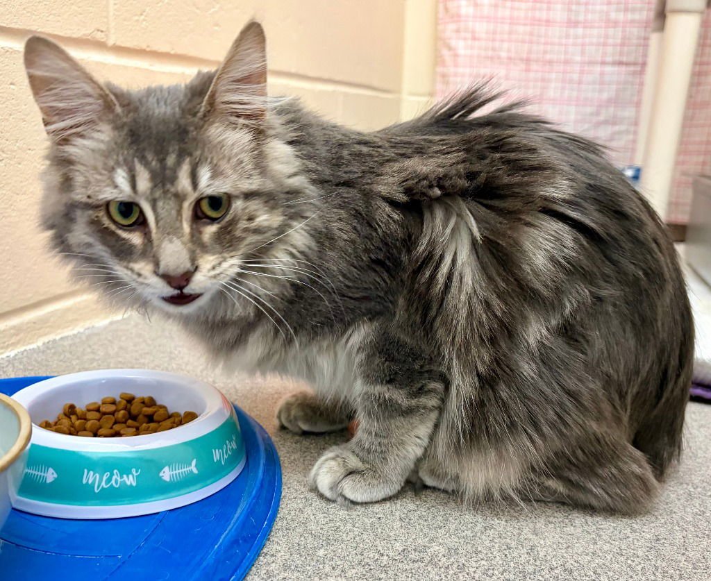 BARRY - Domestic Long Hair available for adoption