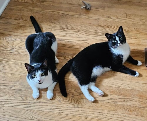 POPPY - Domestic Short Hair available for adoption