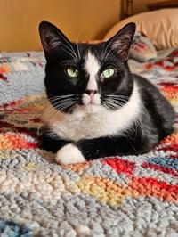 Poppy - Photo 3