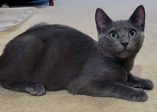 FAJITA - Domestic Short Hair for adoption in Edison