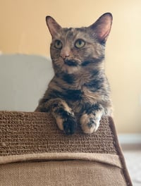 Mimi - Photo 2