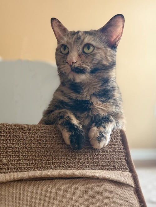 MIMI - Domestic Short Hair available for adoption