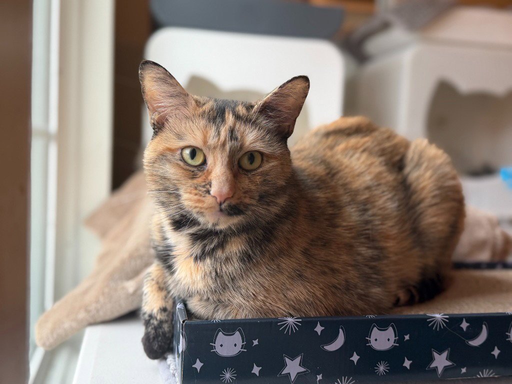 Mimi Image