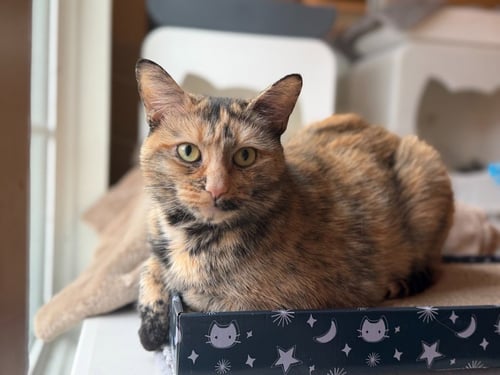 MIMI - Domestic Short Hair for adoption in Edison