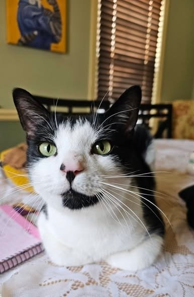 DECLAN - Domestic Short Hair for adoption in Edison