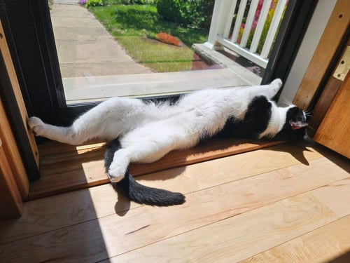 DECLAN - Domestic Short Hair available for adoption