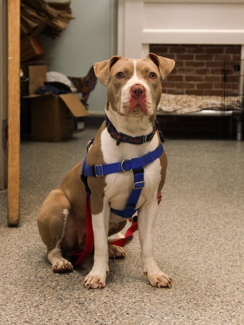 SIENNA - American Staffordshire Terrier available for adoption