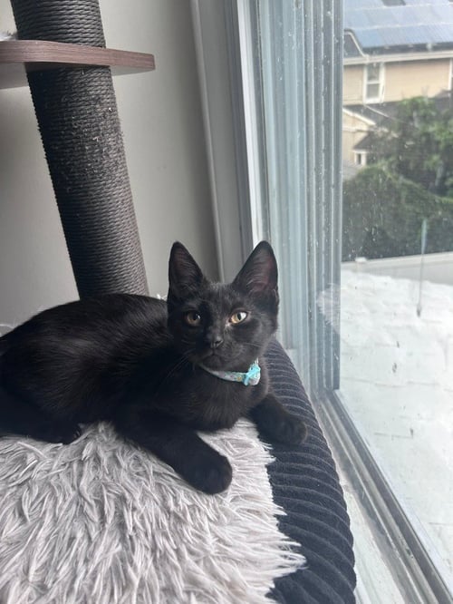 DEW DROP - Domestic Short Hair for adoption in Edison