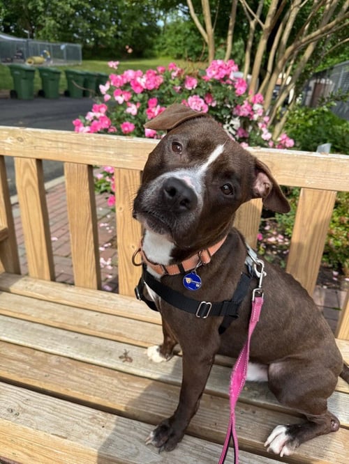 HARRY - American Staffordshire Terrier / American Staffordshire Terrier available for adoption