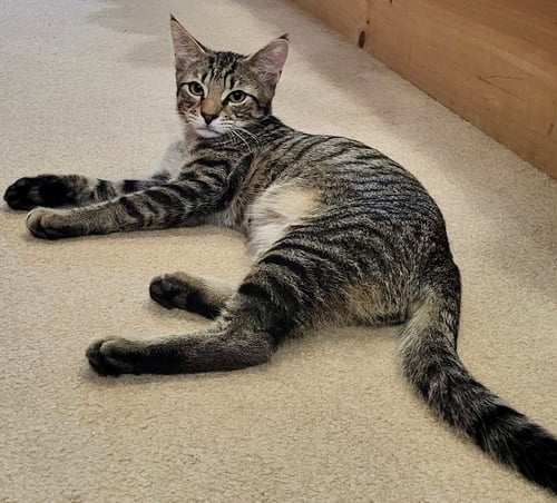 FITZ - Domestic Short Hair for adoption in Edison