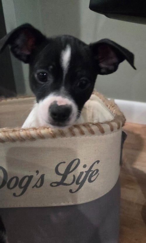 ELVIS - Chihuahua for adoption in Edison