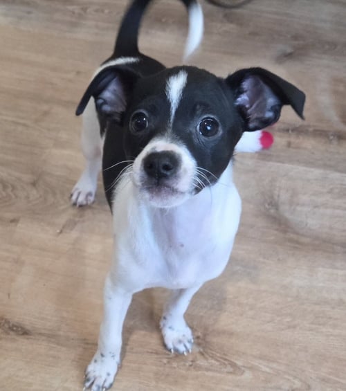 ELVIS - Chihuahua available for adoption
