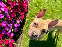 Angelo - Photo 4