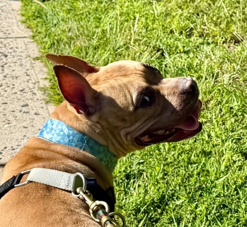 ANGELO - American Pit Bull Terrier / French Bulldog available for adoption