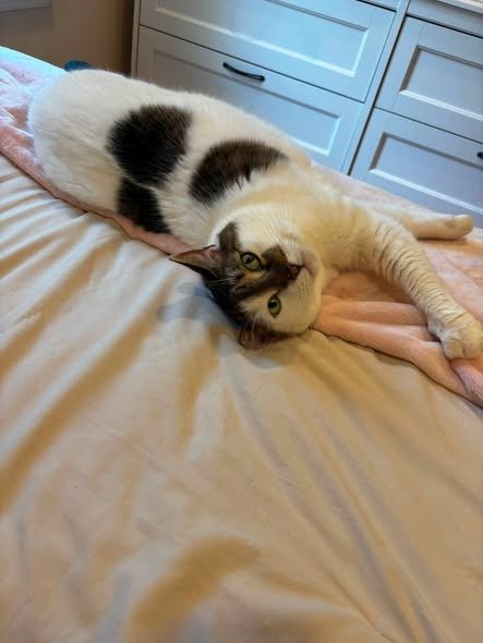PRINCESS - Domestic Short Hair for adoption in Edison