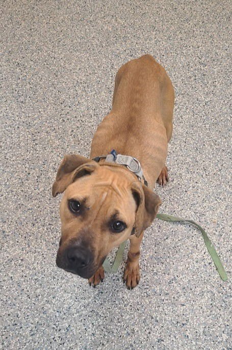 HAZEL - American Staffordshire Terrier / American Staffordshire Terrier available for adoption