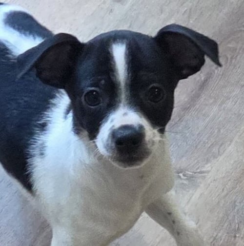 HERCULES - Chihuahua for adoption in Edison