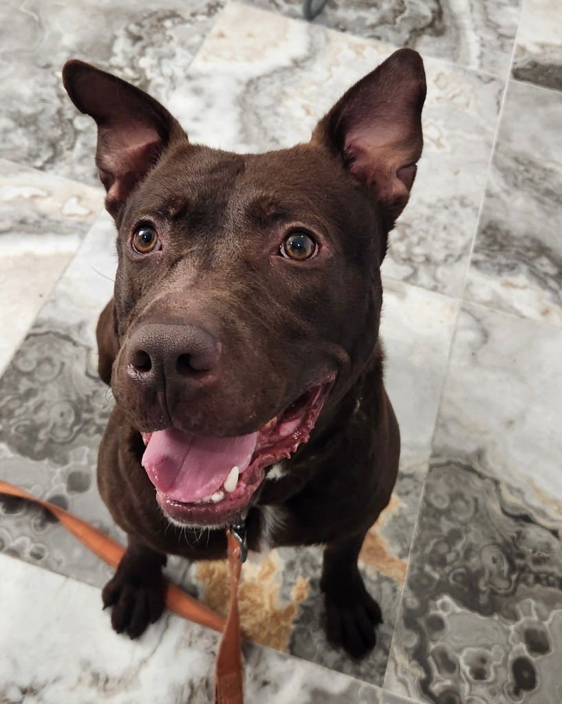 RIPLEY - Chocolate Labrador Retriever / Terrier available for adoption