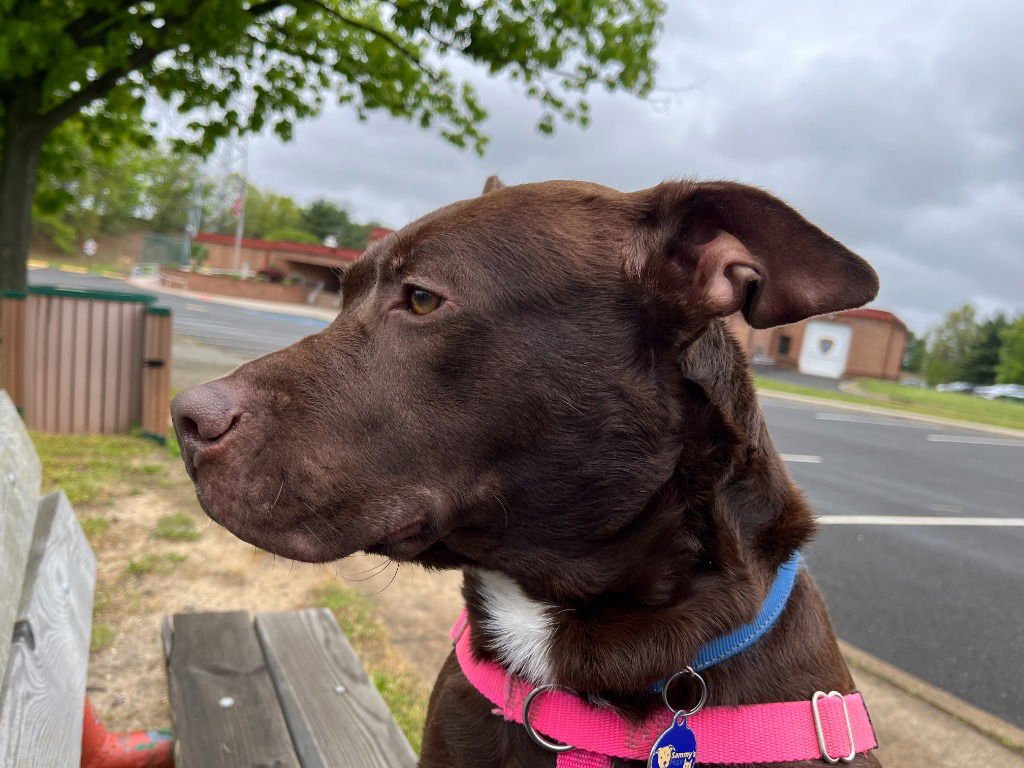 RIPLEY - Chocolate Labrador Retriever / Terrier available for adoption