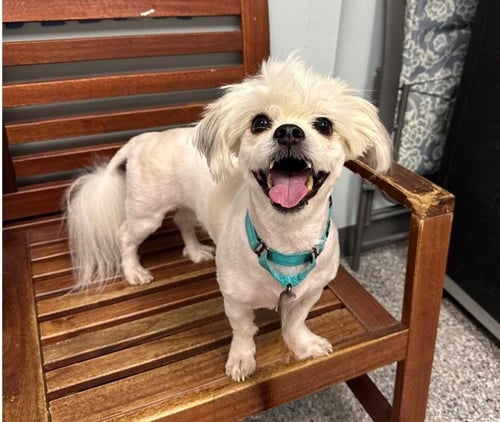 TUCKER - Coton de Tulear / Lhasa Apso available for adoption