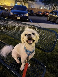 Tucker - Photo 4