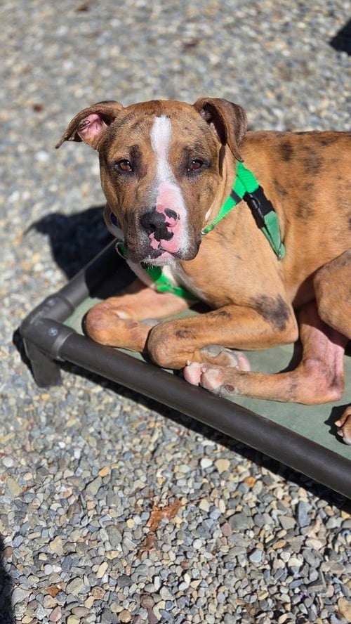 MOOSE - Catahoula Leopard Dog for adoption in Edison