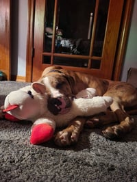Moose - Photo 4
