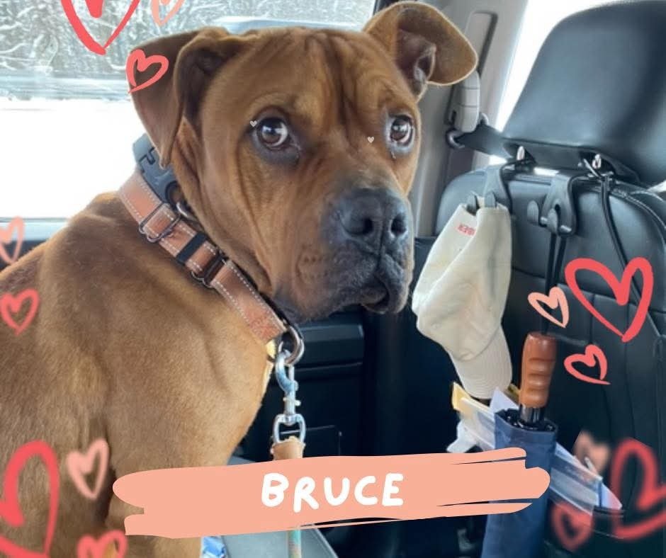BRUCE - Boxer / American Staffordshire Terrier available for adoption