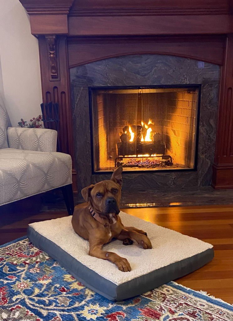 BRUCE - Boxer / American Staffordshire Terrier available for adoption