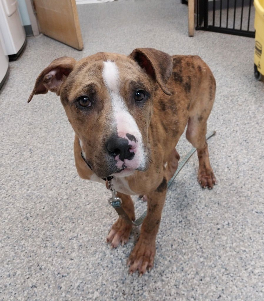 MOOSE - Catahoula Leopard Dog available for adoption