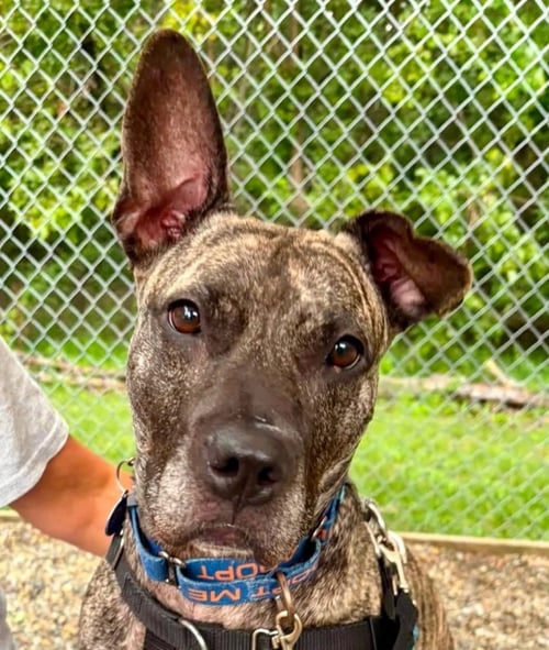 TIGRIS - Terrier / American Staffordshire Terrier for adoption in Edison